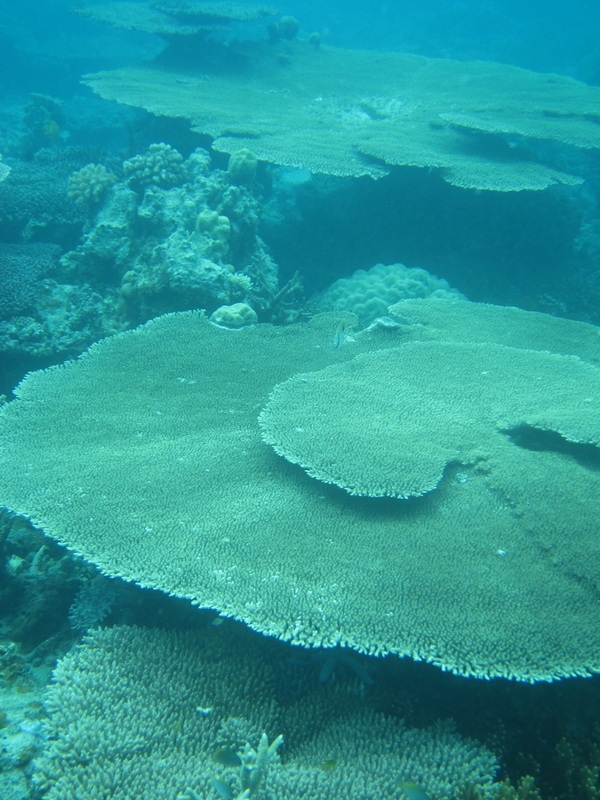 Bawah Underwater 132