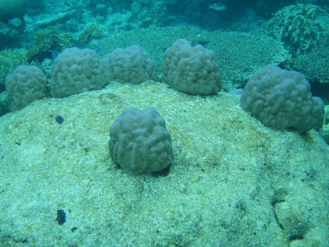 Bawah Underwater 133