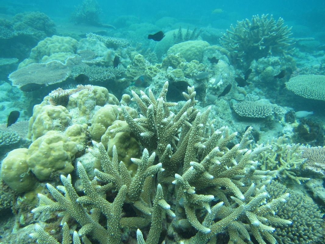 Bawah Underwater 135