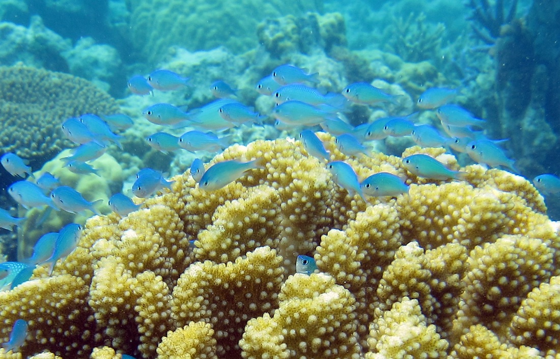 Bawah Underwater 136