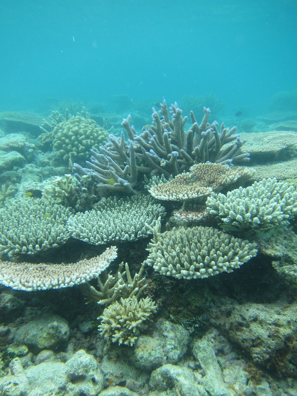 Bawah Underwater 137