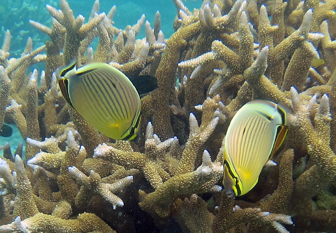 Bawah Underwater 138
