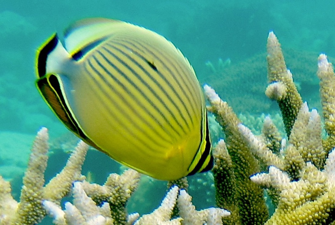 Bawah Underwater 139