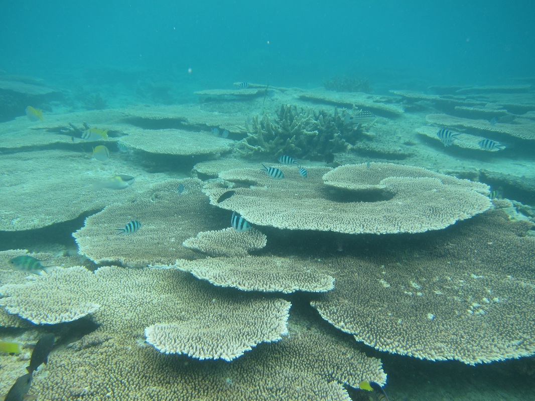 Bawah Underwater 140