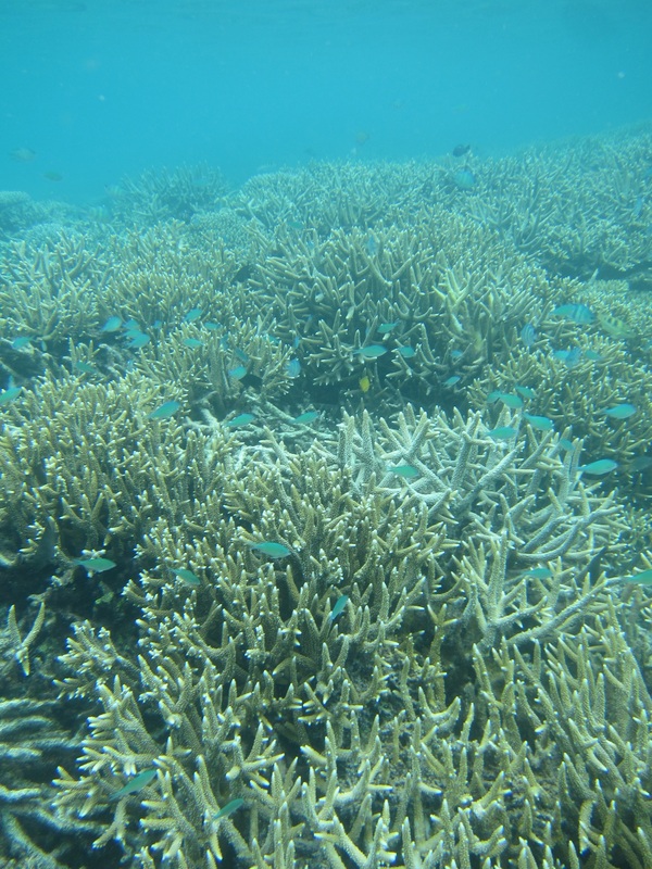 Bawah Underwater 141