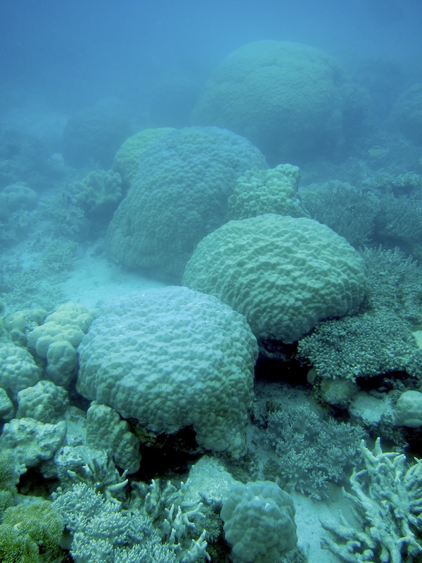 Bawah Underwater 142