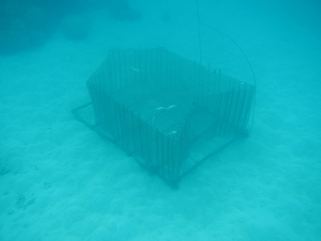 Bawah Underwater 143