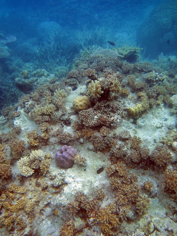Bawah Underwater 144