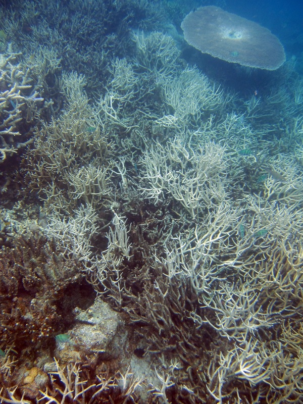 Bawah Underwater 145