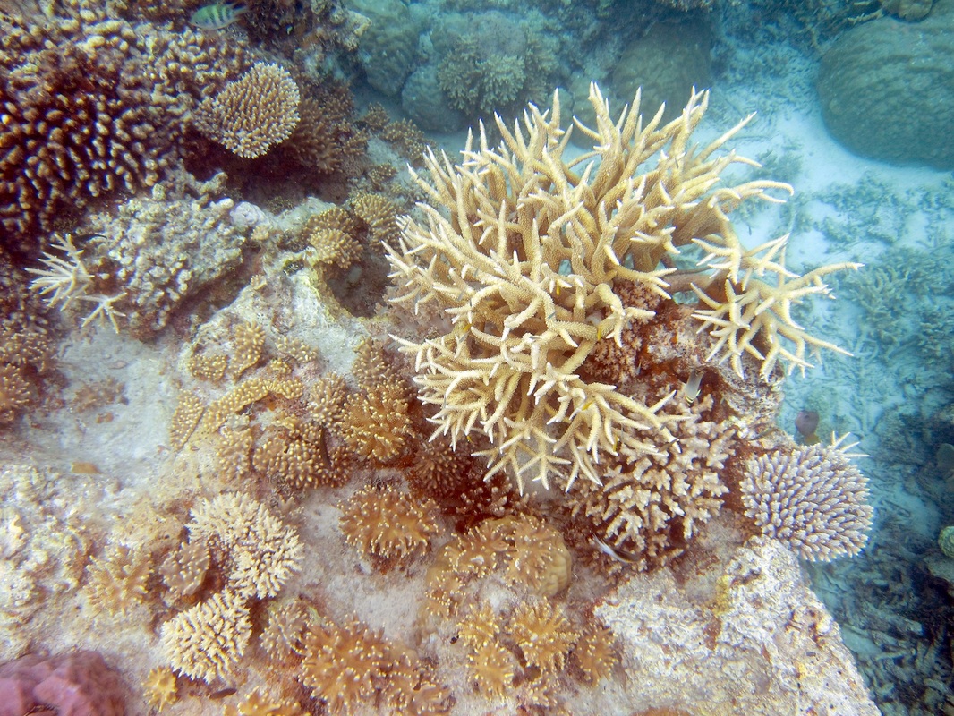 Bawah Underwater 146