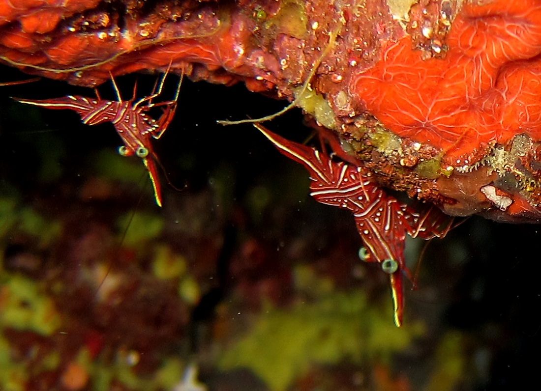 Bawah Underwater 147