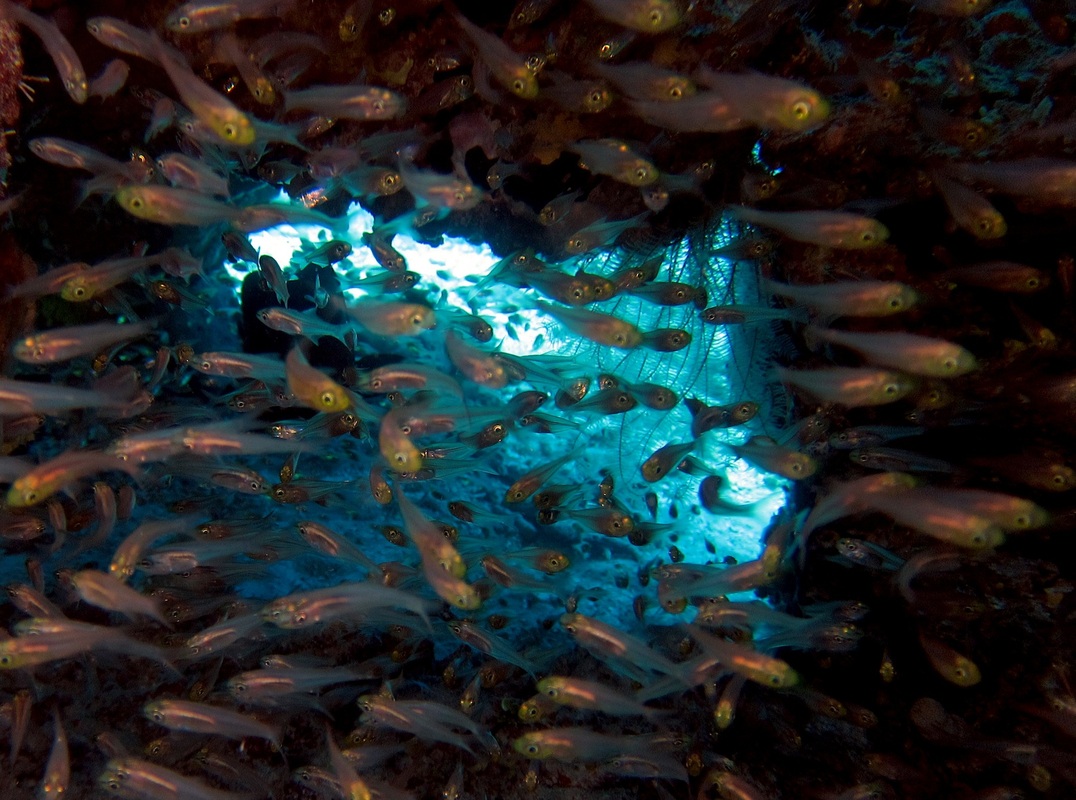 Bawah Underwater 148