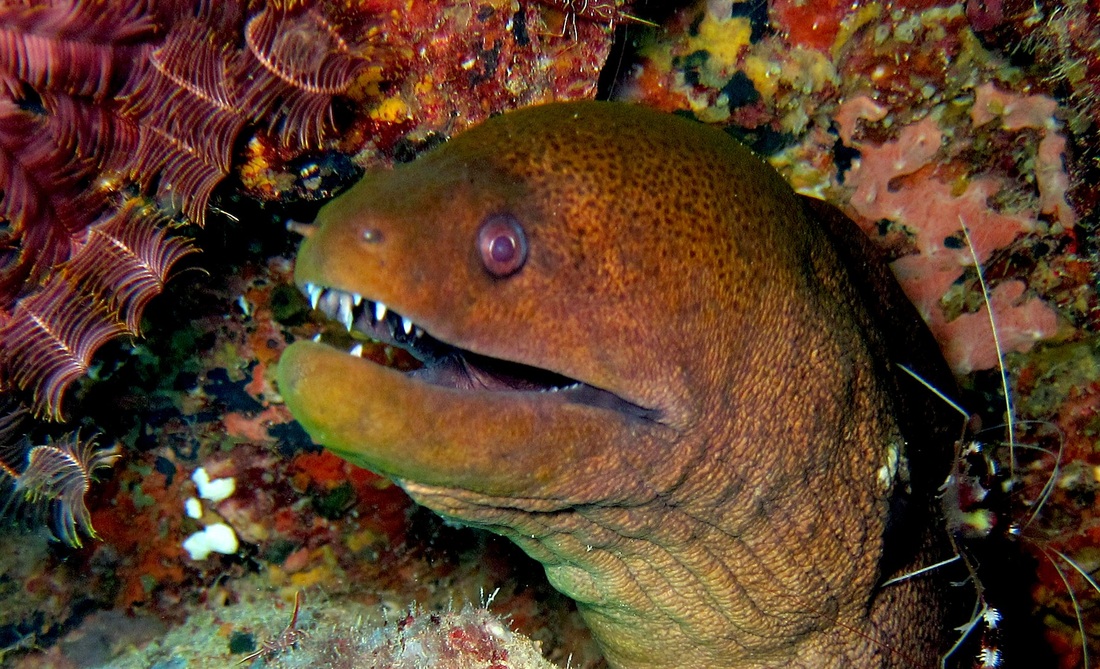 Bawah Underwater 149