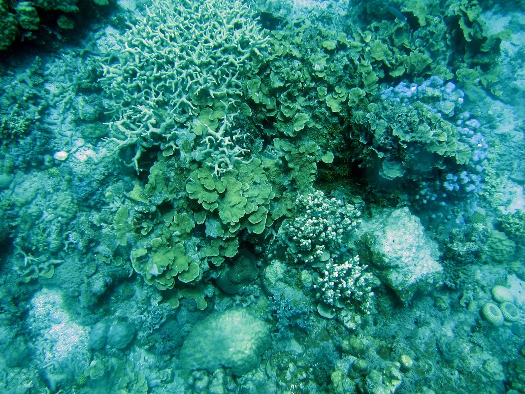 Bawah Underwater 150