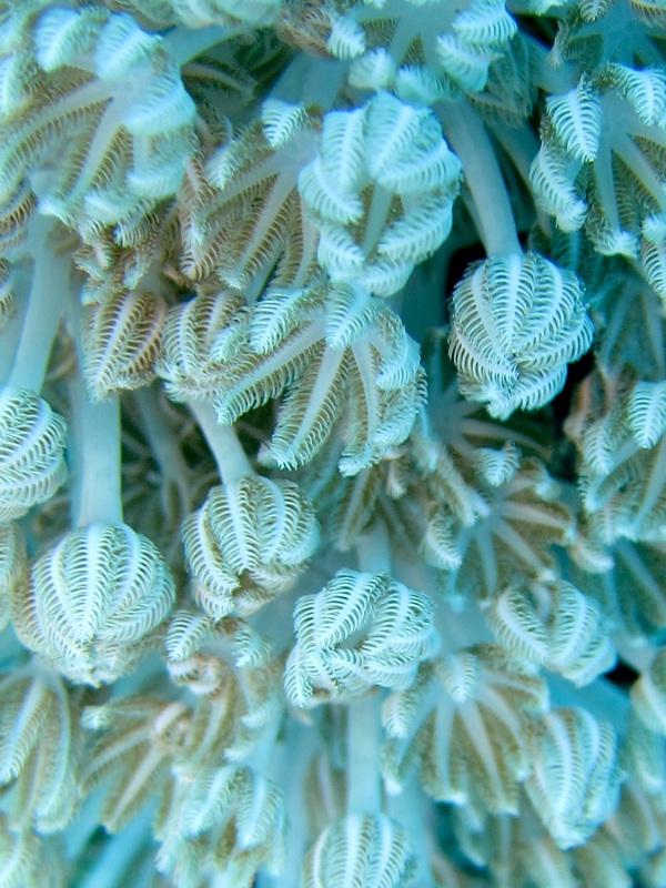 Bawah Underwater 151