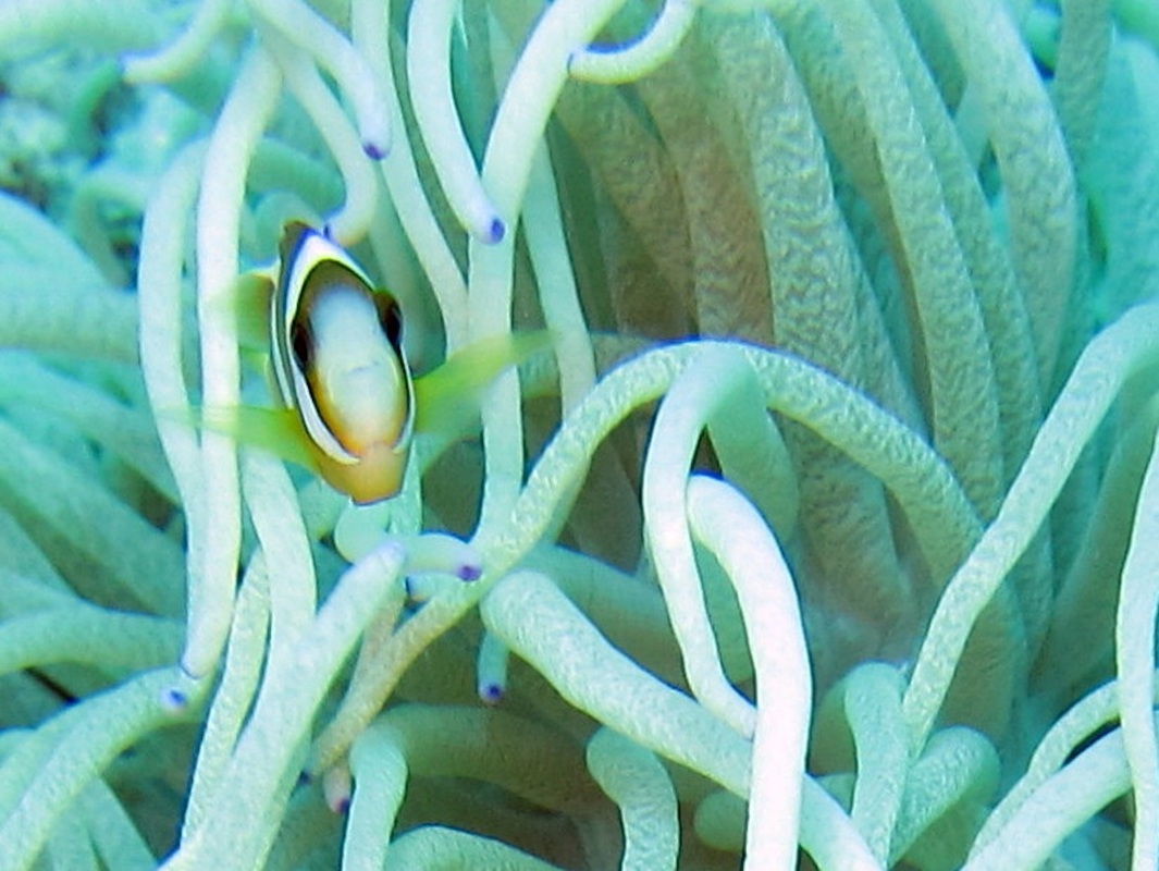 Bawah Underwater 152