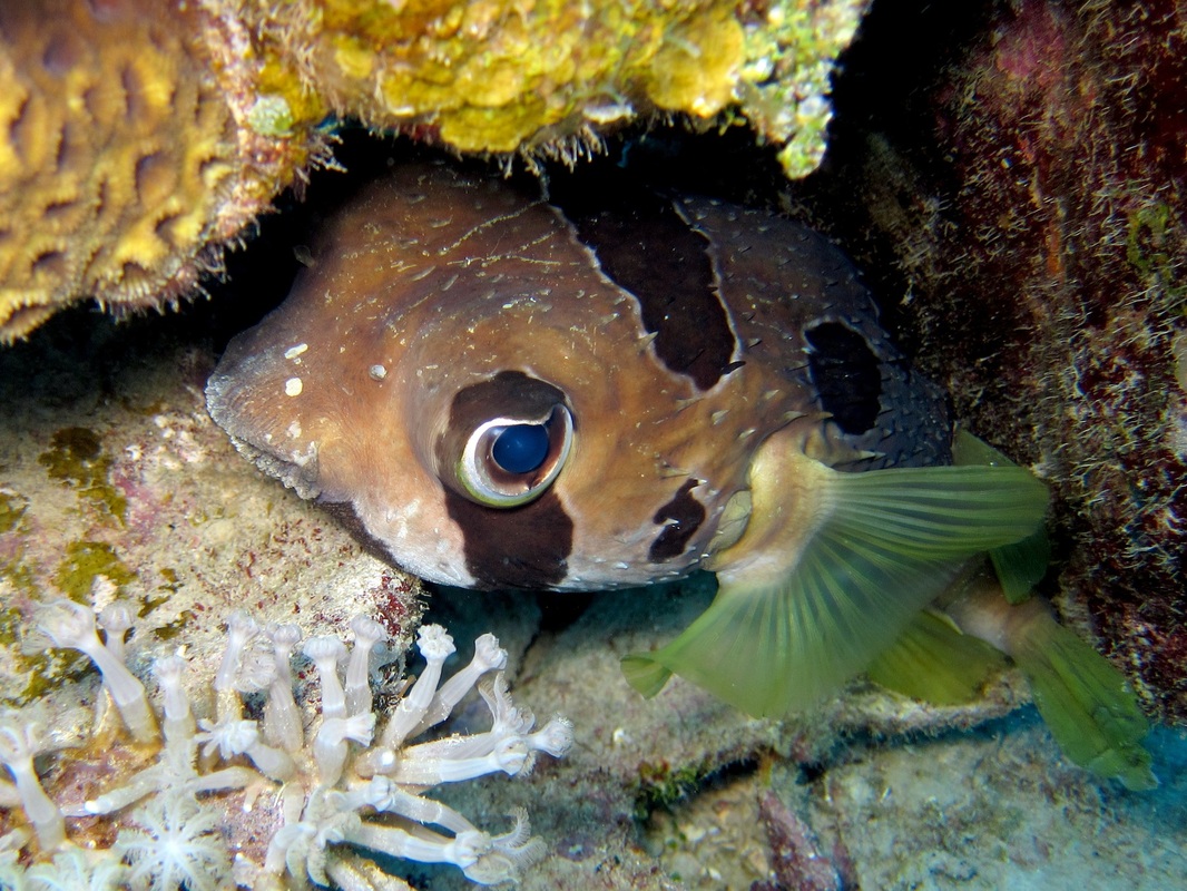Bawah Underwater 153