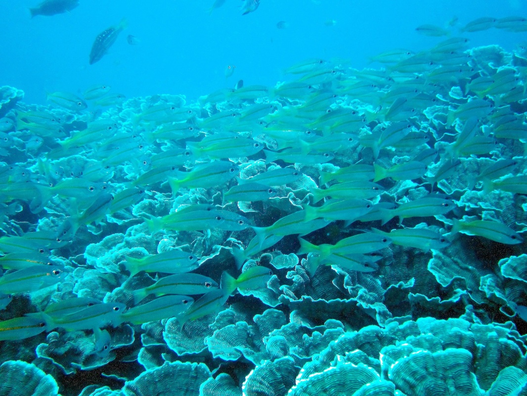 Bawah Underwater 154