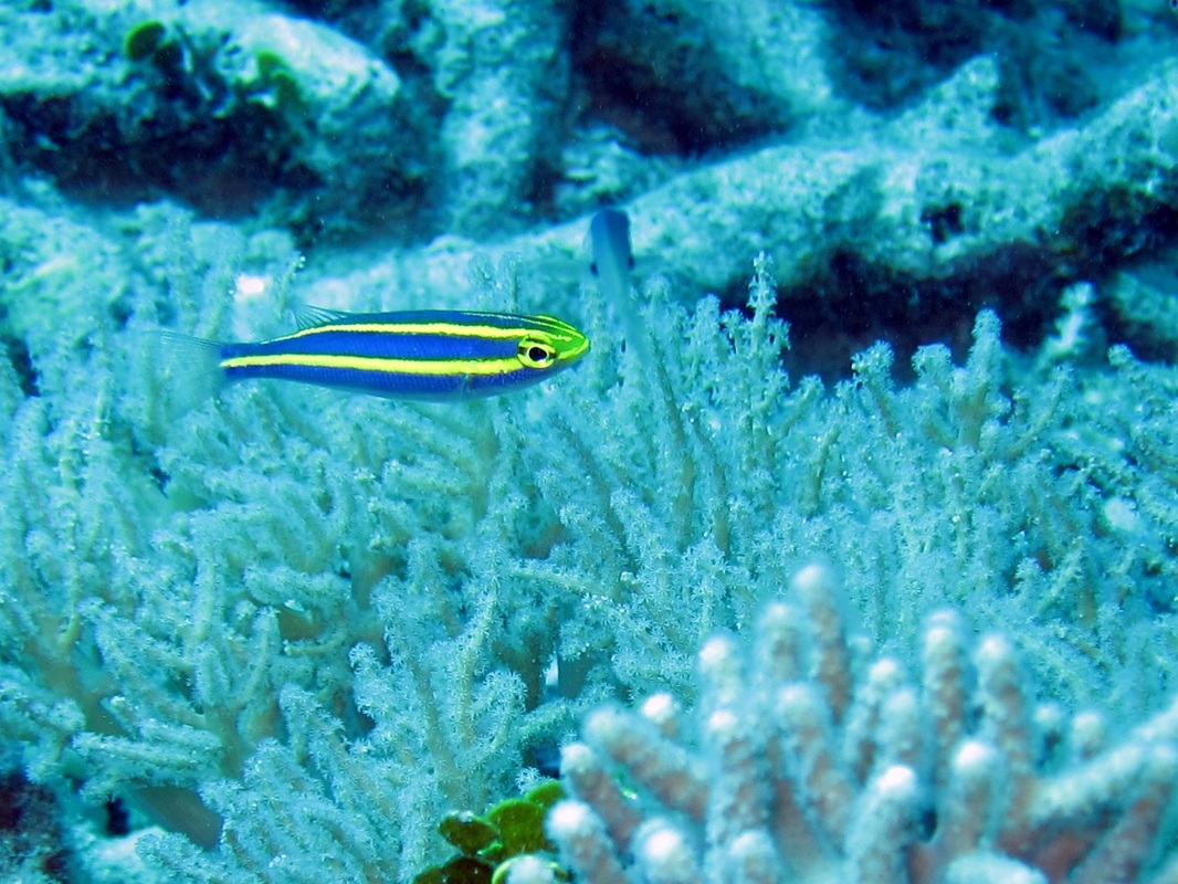 Bawah Underwater 155