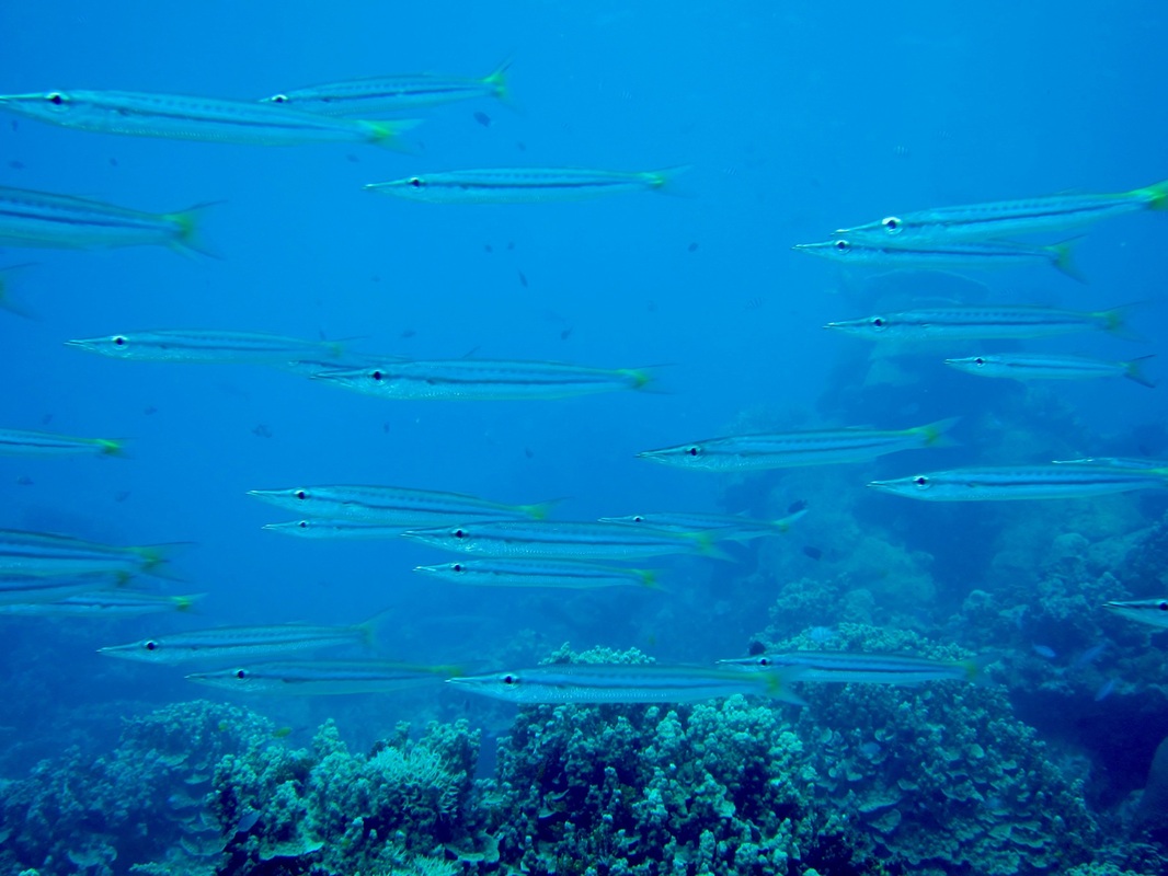 Bawah Underwater 156