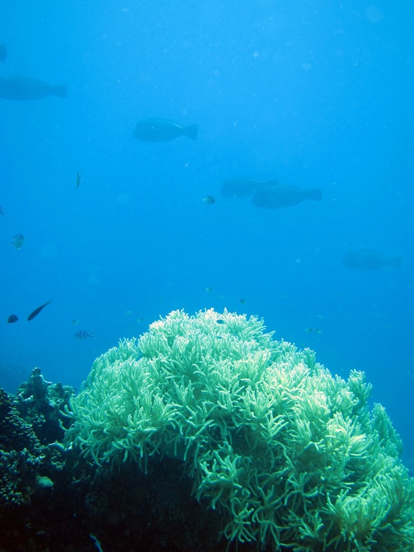 Bawah Underwater 157