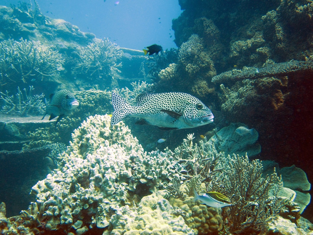 Bawah Underwater 158
