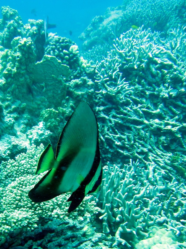 Bawah Underwater 159