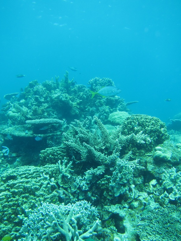 Bawah Underwater 160