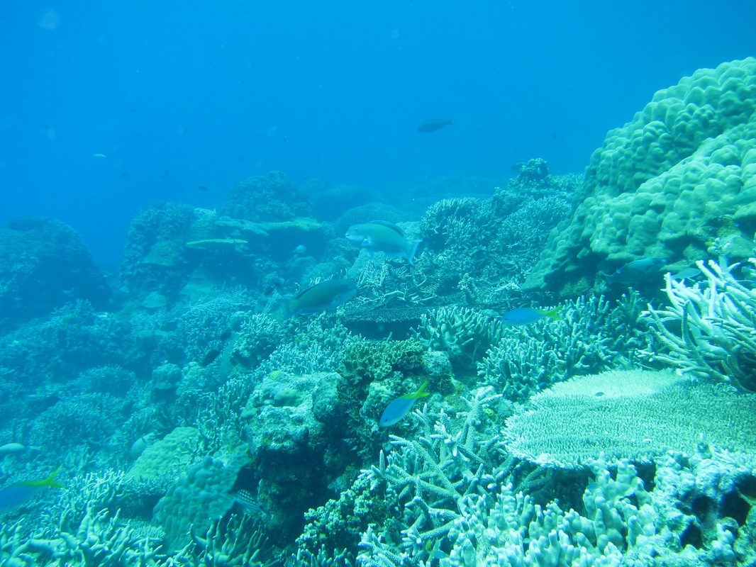 Bawah Underwater 161