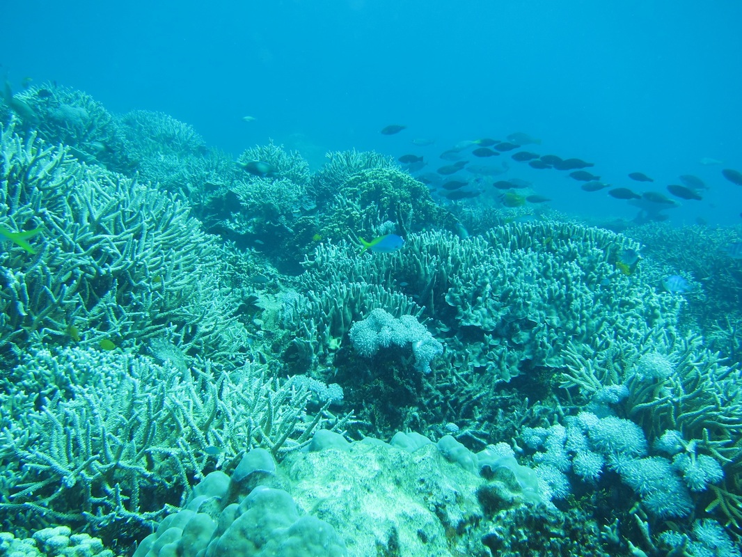 Bawah Underwater 162