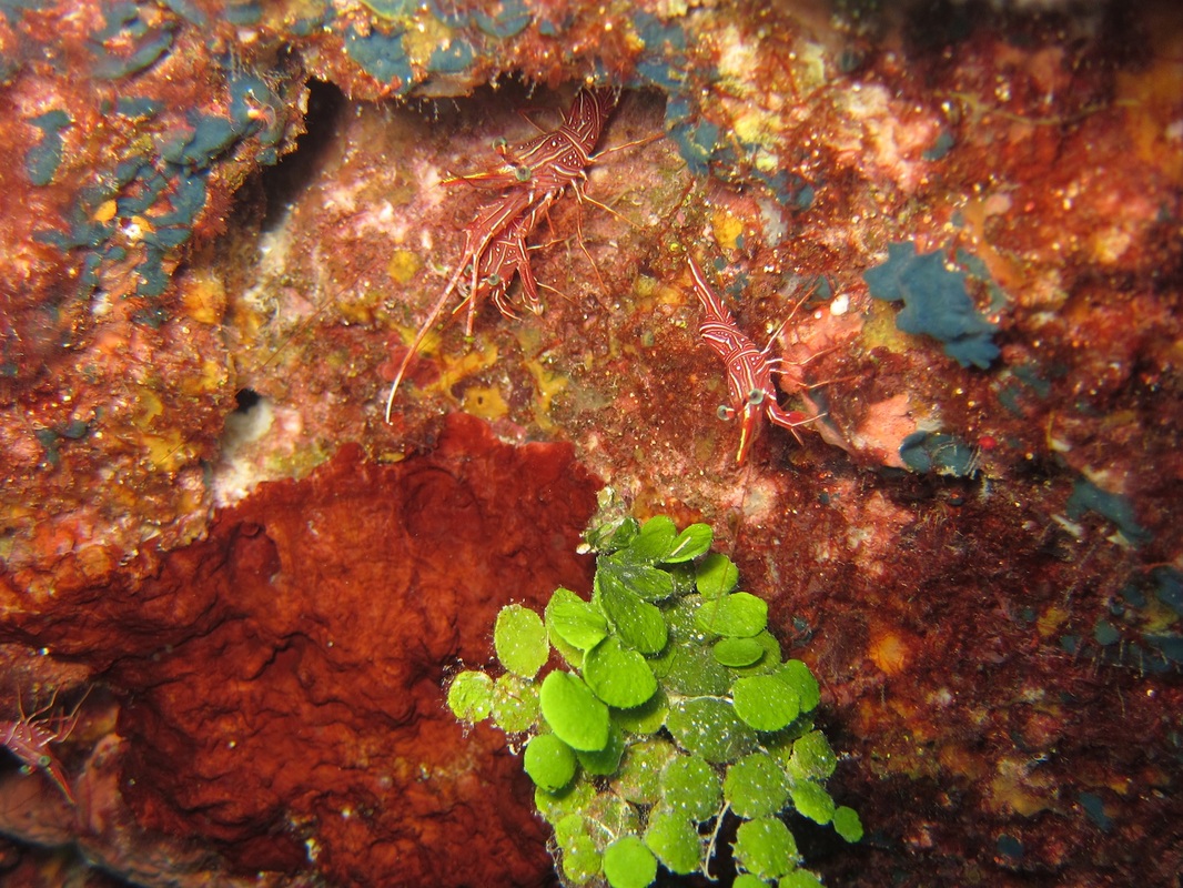 Bawah Underwater 164