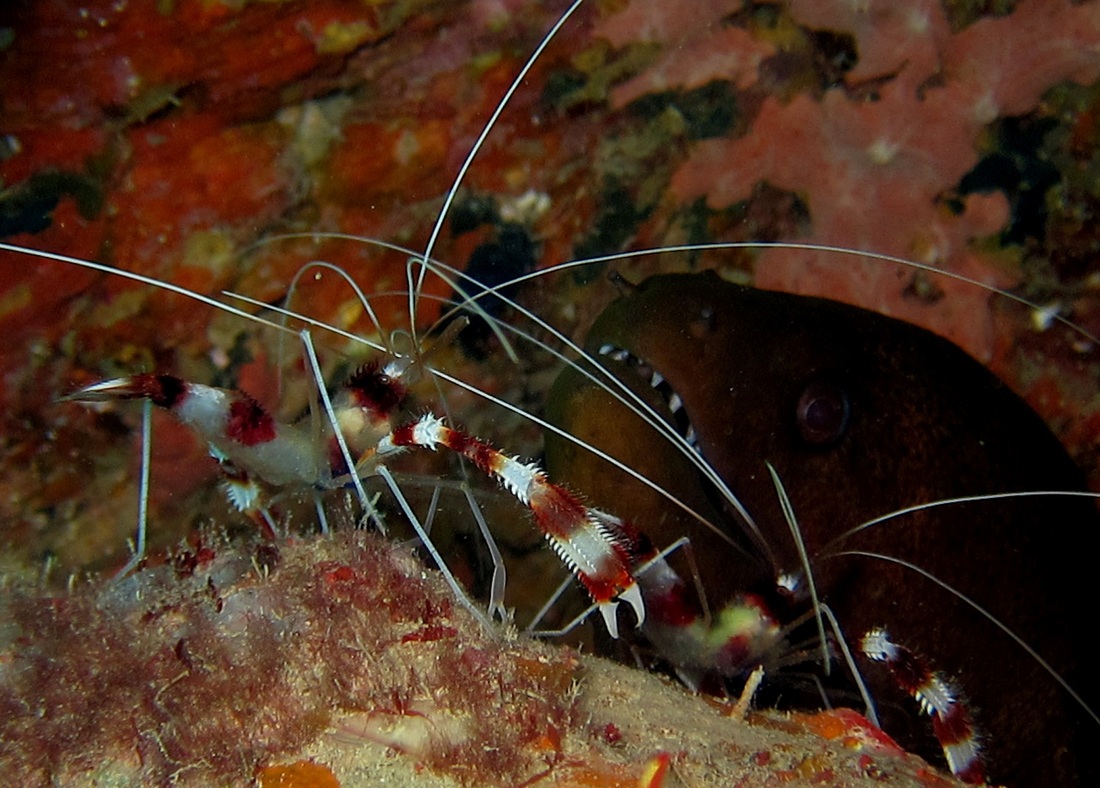 Bawah Underwater 165