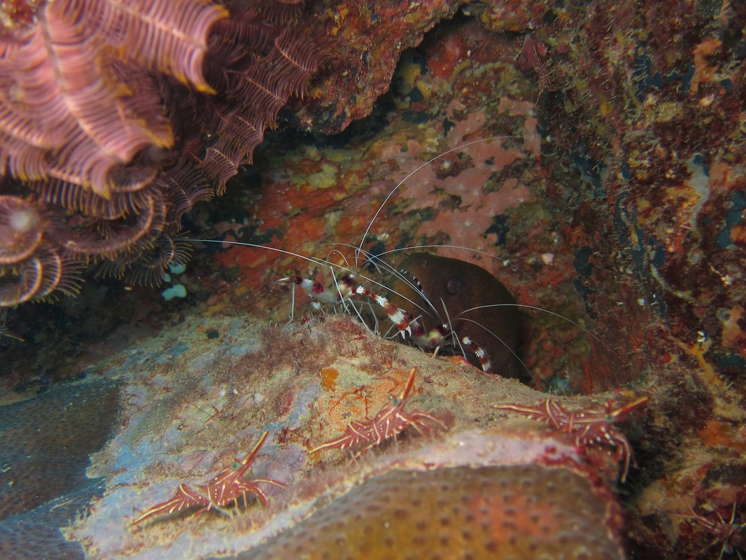 Bawah Underwater 166