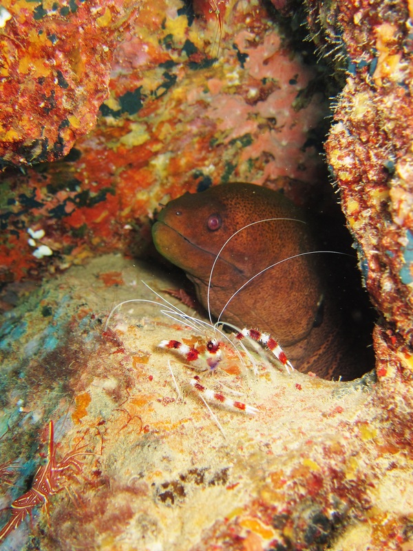 Bawah Underwater 167