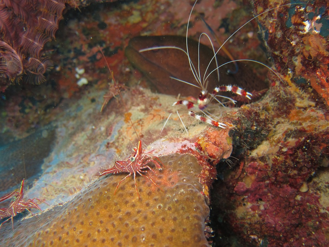 Bawah Underwater 168