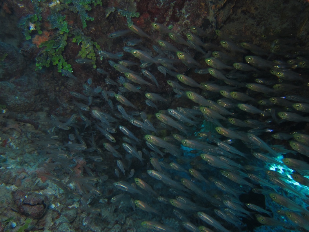 Bawah Underwater 169