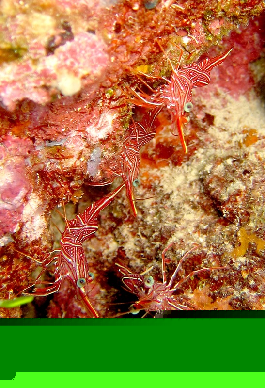 Bawah Underwater 170