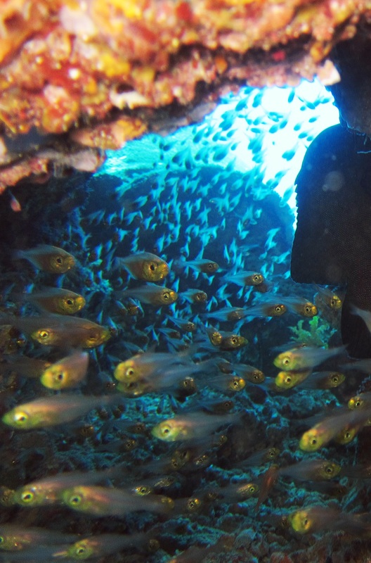 Bawah Underwater 171