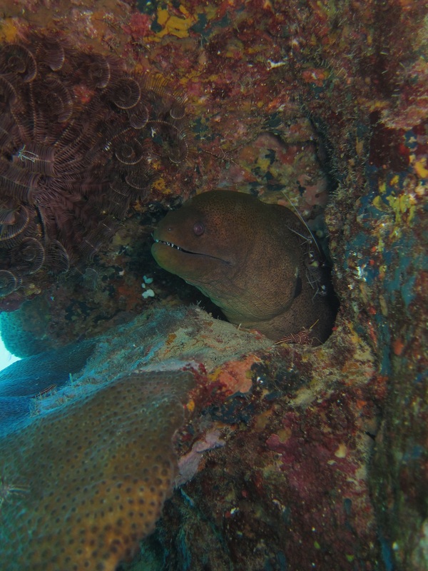 Bawah Underwater 172