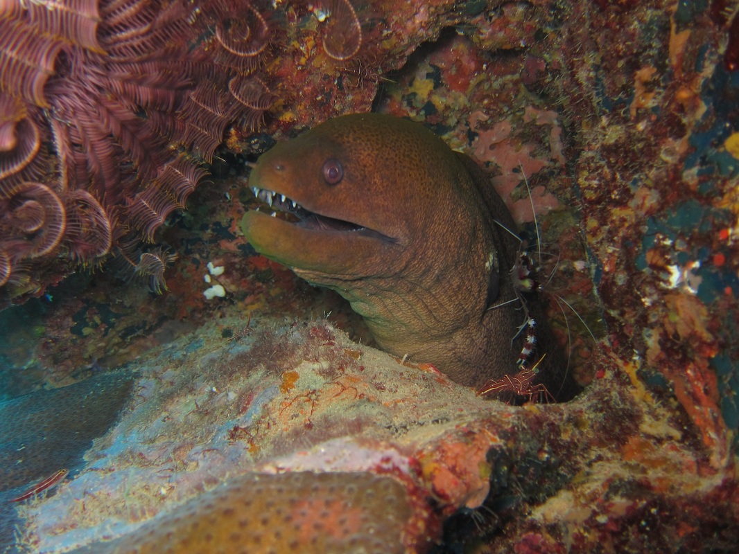 Bawah Underwater 173