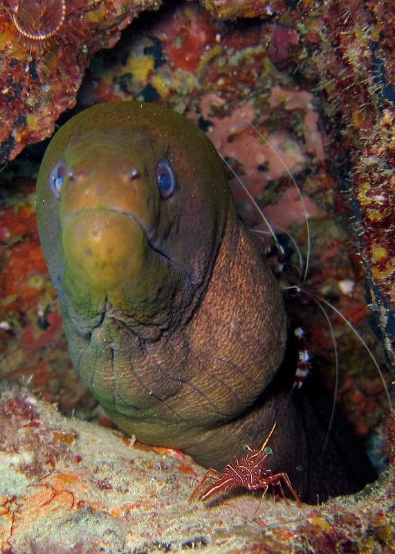 Bawah Underwater 174