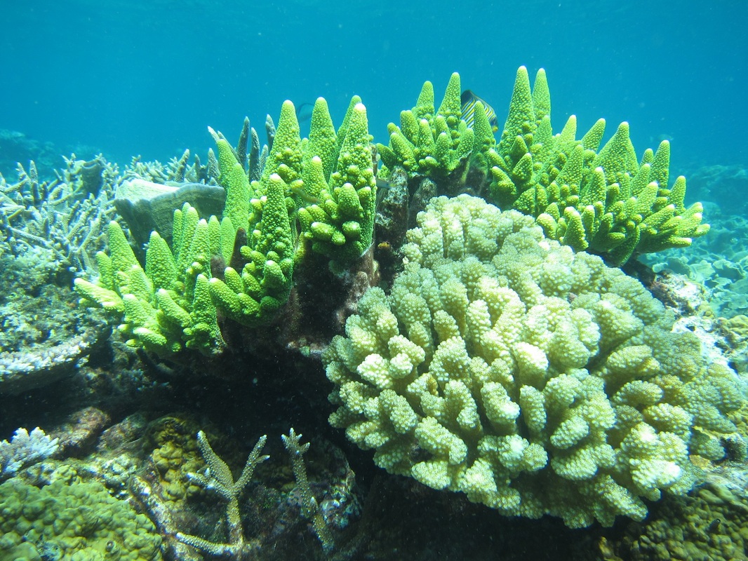 Bawah Underwater 175