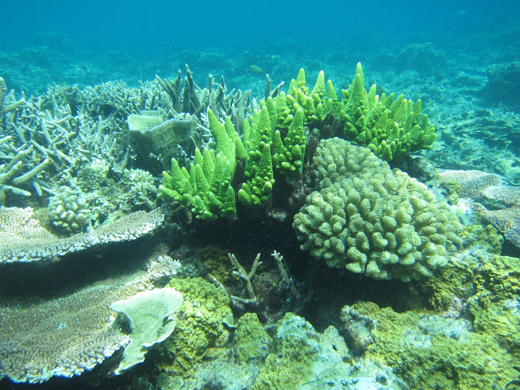 Bawah Underwater 176