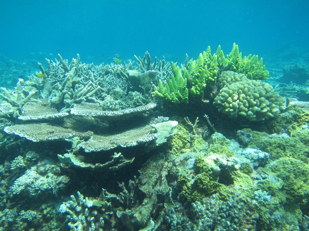 Bawah Underwater 177