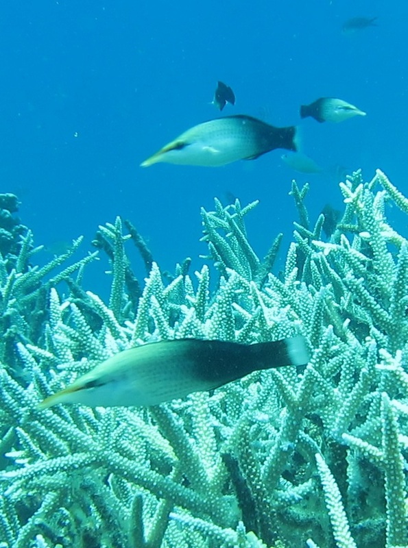 Bawah Underwater 178