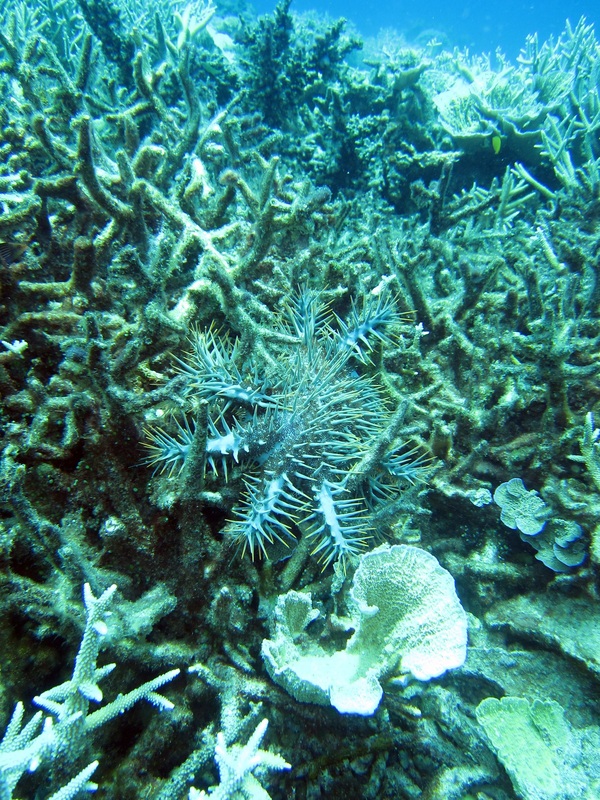 Bawah Underwater 179