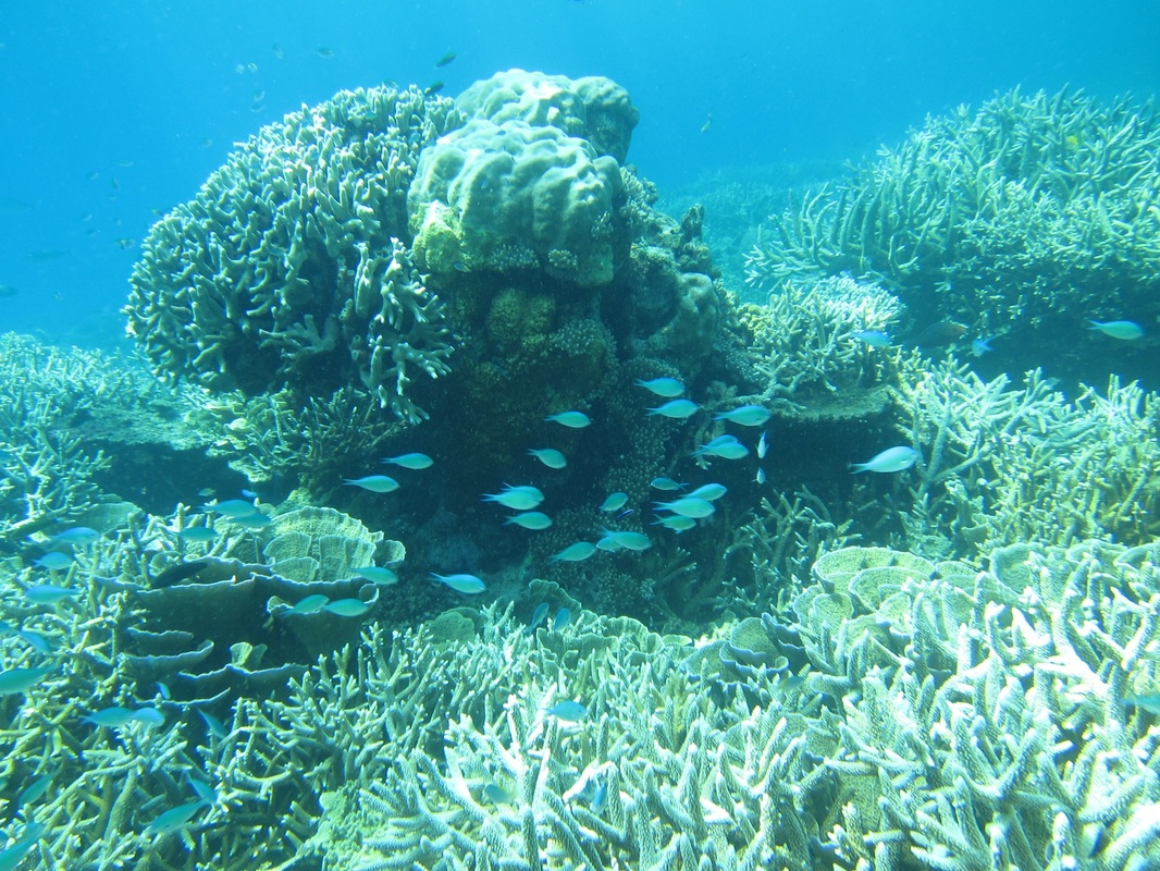 Bawah Underwater 181
