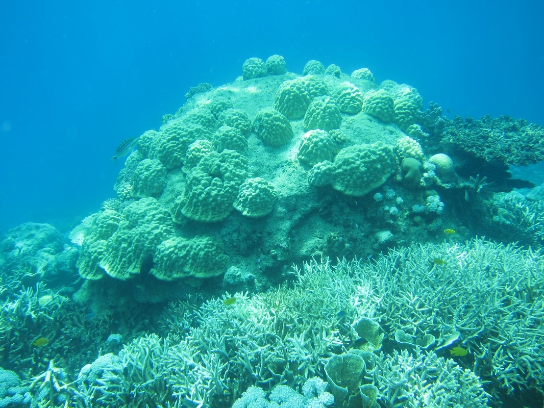 Bawah Underwater 182