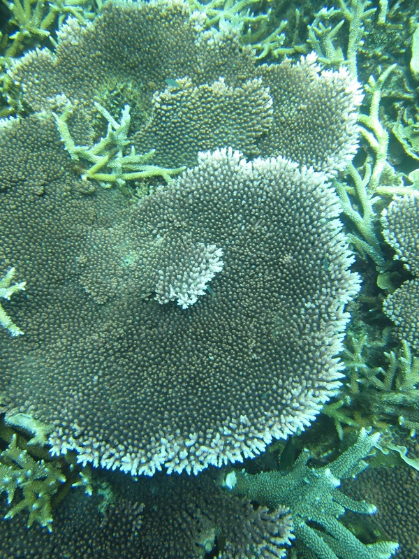 Bawah Underwater 183