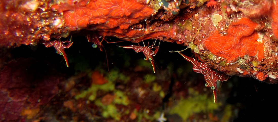 Bawah Underwater 184